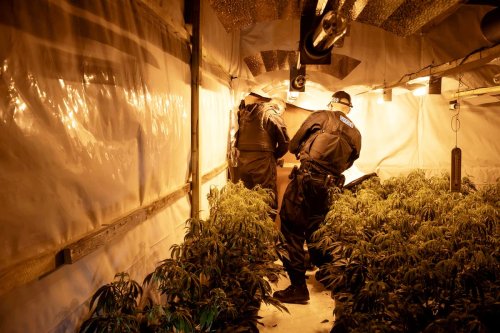 Police storm abandoned factory and find £6.5m worth of cannabis