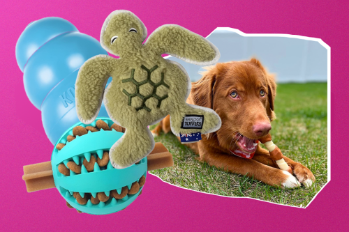 Best dog toys 2024, for tugging, chewing and fetch