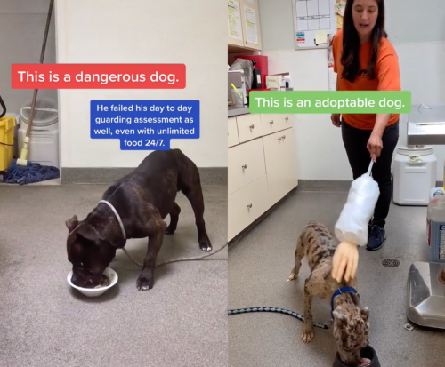 Dog expert shares controversial test to see if a pet is dangerous