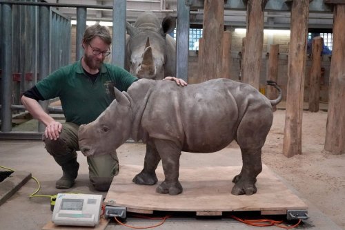 zookeepers-delighted-that-baby-rhino-is-already-as-heavy-as-a-piano-flipboard