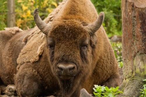 Bison rangers required to manage introduction of UK’s first herd in 6,000 years