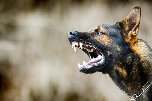 Dog bite claims approach $2 billion. What victims and pet owners need to know