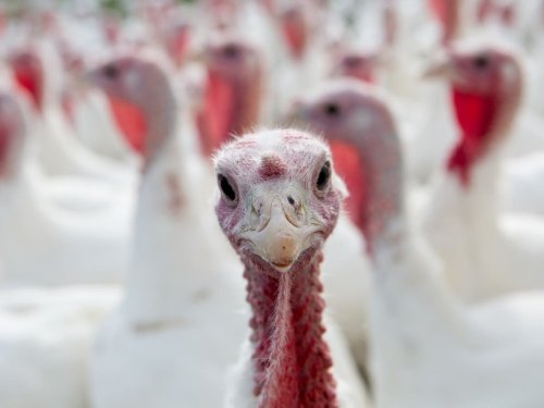 British producers urge shoppers not to buy frozen turkeys for Christmas