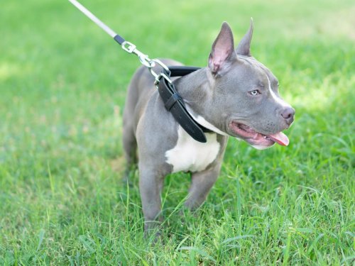 American XL Bullies What Is The Law Concerning Dangerous Dogs Flipboard    Medium 