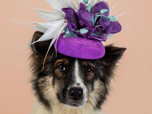 Kate Middleton’s milliner creates cute calendar with hounds in hats to raise funds for pets in shelters