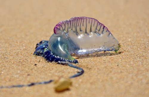 Warning as killer creatures wash up on English beaches