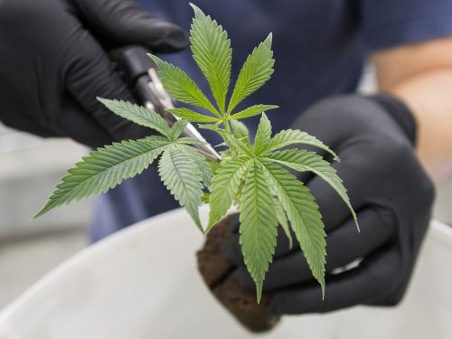 Canada to legalise marijuana 'within months', says MP | The Independent