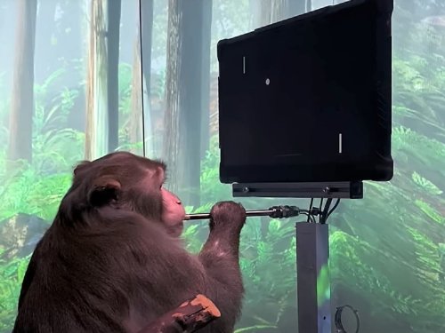 Elon Musk just shared a video of a monkey playing video games with its mind