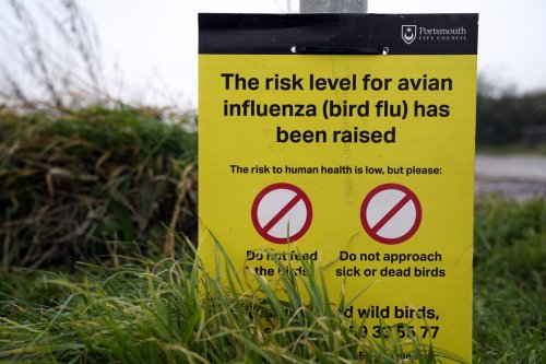 Avian Influenza Prevention Zone in Northern Ireland to be lifted