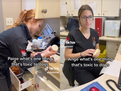 Dog owners shocked after vet shares list of all the things that are ‘toxic’ for pets