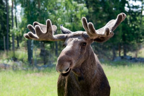Why millions are tuning in for daily 24-hour ‘Great Moose Migration’ – Sweden’s slow TV hit