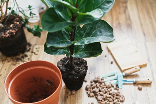 How and when to repot your houseplants