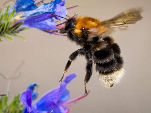 Bees will die as ministers approve toxic banned pesticide for second time, warn experts