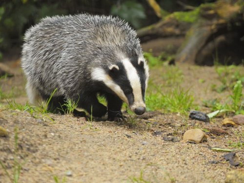 Badger culls will end after next year, ministers promise – as figures show at least 38,642 were killed last year