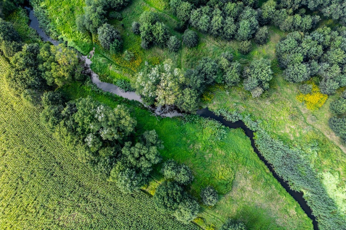 This popular European country is creating huge forests around 10 major cities