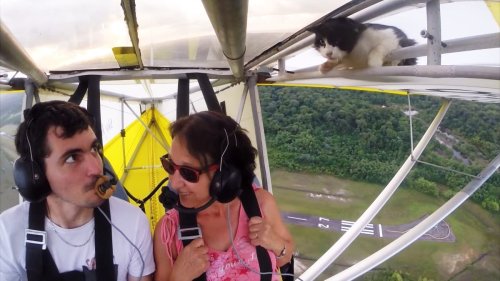 Always remember to check your plane for cat before flight | The Independent
