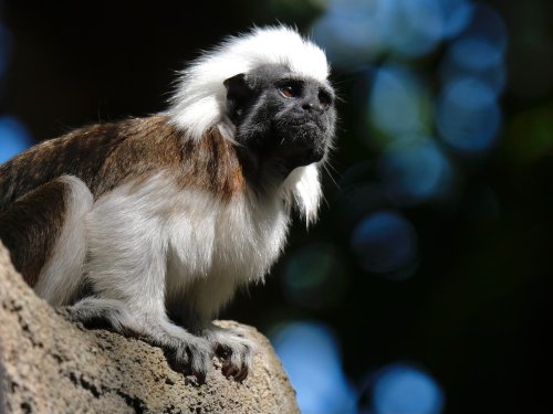 Two monkeys ‘taken’ from Dallas Zoo in fourth suspicious case this year
