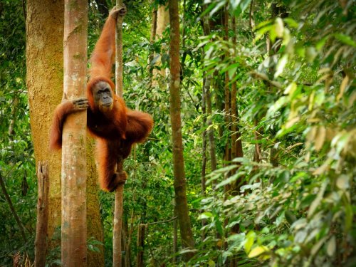 Everyday shopping from brands like Heinz and Yakult helps destroy rainforests, report claims