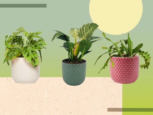 Downstairs loo looking gloomy? There’s a houseplant for that