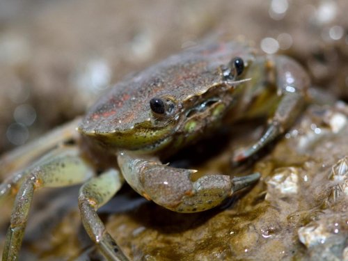 Crabs in Thames found with stomachs ‘completely full of plastic’ | The Independent