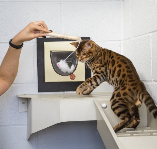 RSPCA releases pictures of Kurt Zouma’s cats in care as they search for new home