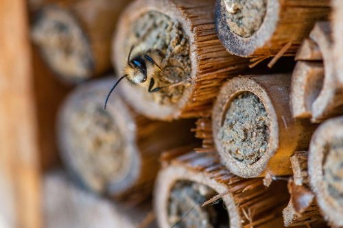 How to help bees survive extreme weather