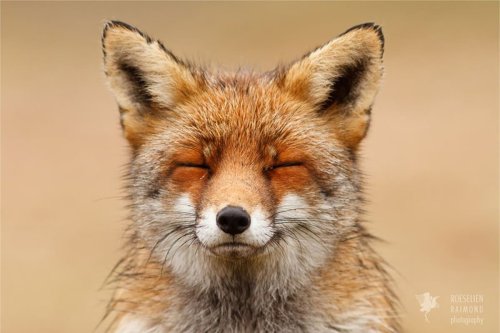 Zen Foxes: A photographer is capturing nature's 'masters of mindfulness' | The Independent