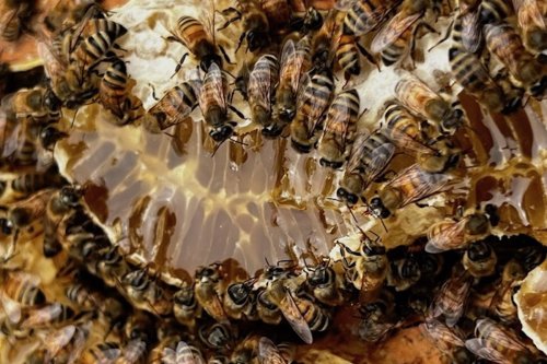 A Win for the Bees — and People, Food, and Water, Too