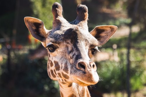 Santa Barbara Zoo Announces Stillborn Death of Giraffe Calf - The Santa Barbara Independent