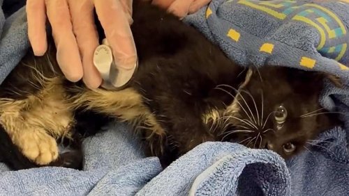 ‘Soaked and terrified’ kitten rescued from water tank is named Uisce by DSPCA