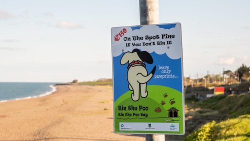 Dog restriction on Wicklow’s Blue Flag beaches has come into force