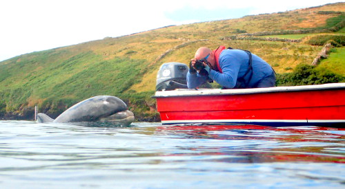 'Fungie is my training partner' - The story of a long-distance swimmer and the Dingle Dolphin