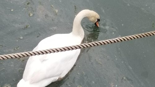 Swans rescued from apparent pollution in Balbriggan Harbour