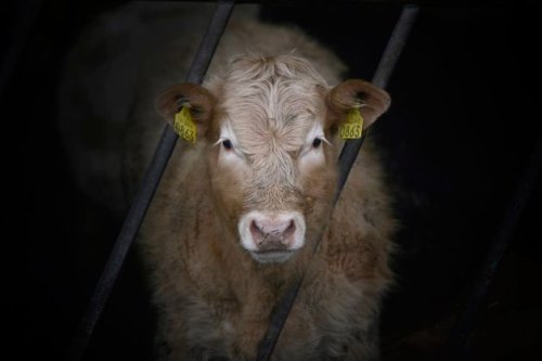 Ireland is 70 years fighting bovine TB and we’re still arguing over how it’s spreading