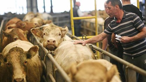 Despite Brexit talk the UK is continuing to drive Irish beef trade