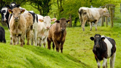 Eating less meat and farming with fewer chemicals needed to curb global warming - UN report