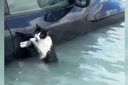 Dubai police rescue cat from floodwater amid rain chaos to United Arab Emirates