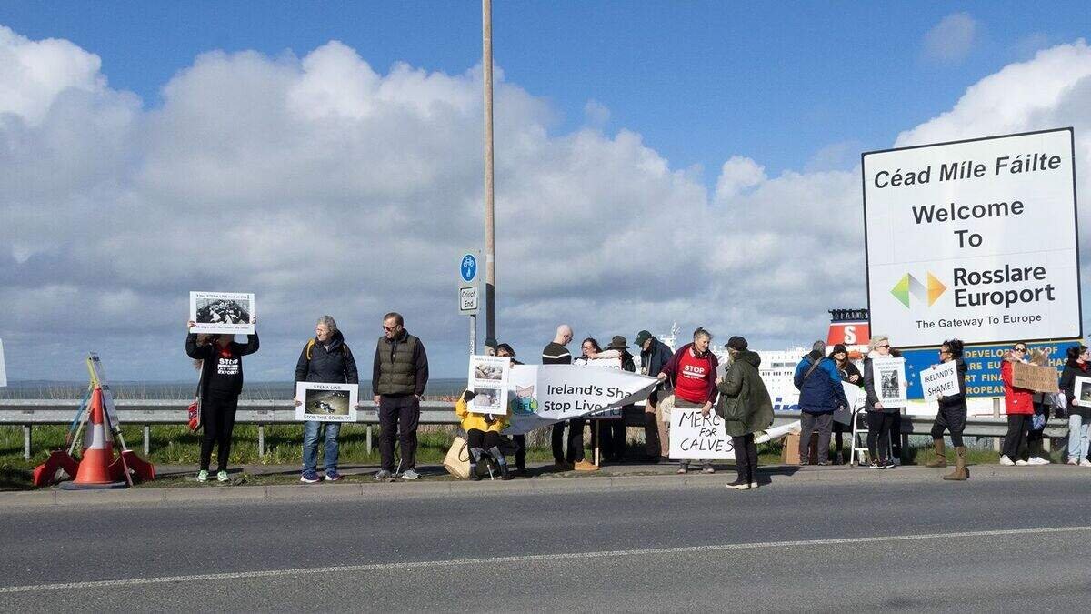 Brittany Ferries announces U-turn on live exports from Rosslare after ‘sustained pressure’ from animal rights groups