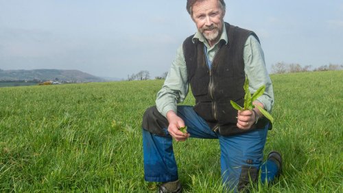 Brexit leaves farmers without grass seed