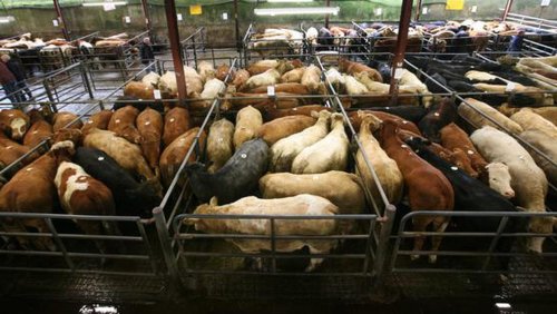 British/Irish beef price differential doubled since January