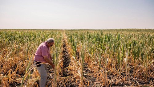 Europe’s parched earth hits corn hard as climate crisis resounds