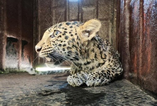 Leopard Rescued From 80-Ft-Deep Open Well In Maharashtra
