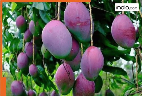 World’s most expensive mango grown in THIS state of India, price will shock you, it sells for Rs…, name is…