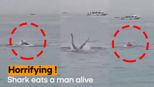 WATCH: Shark Eats a Russian Man Alive, Horrifying Video Goes Viral