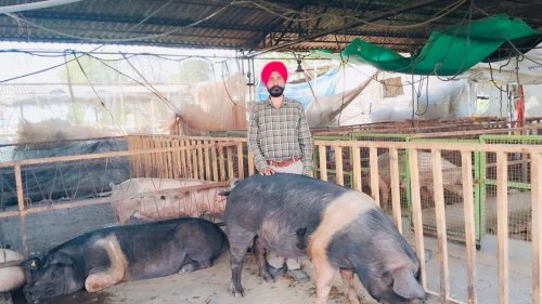 How a Punjab farmer turned pig rearing into a multi-crore enterprise
