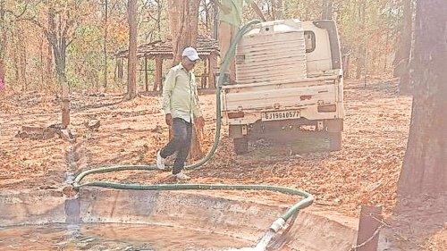 Surat: Forest dept to start grey junglefowl breeding centre