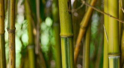 Boosting bamboo, India’s natural ‘green gold’