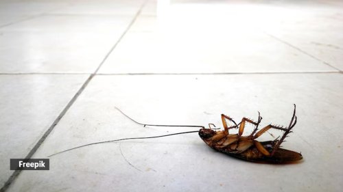 Two effective hacks to get rid of cockroaches from your kitchen: ‘They are unhygienic and spread diseases’