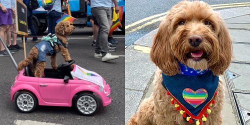 Dogs don rainbow wings, bandanas, and drive hot pink mini cars at London Pride