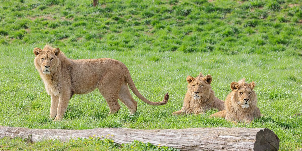 Playful lions get roars of approval on public debut at Belfast Zoo